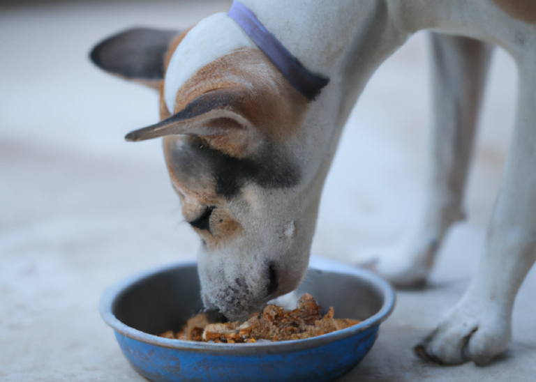 que hacer cuando un perro rechaza la comida causas y remedios