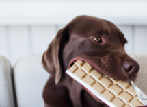 que hacer si tu perro come chocolate