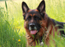 raza perro inteligente