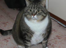 sobrepeso en gatos causas y consecuencias
