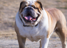 sobrepeso en perros causas y consecuencias