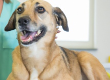 vacunas obligatorias para perros cuales son y cuando se deben poner