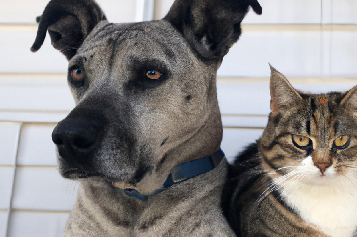 amistad perros gatos