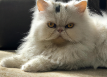 come calcolare leta di un gatto in anni umani