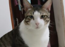 como ayudar a tu gato a recuperarse de una operacion