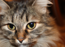 como cortar unas gato