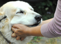 como curar una herida a un perro los pasos a seguir 2