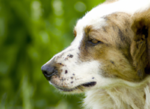 como curar una herida a un perro los pasos a seguir 3