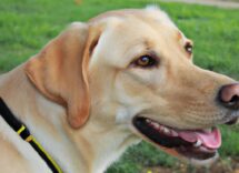 como encontrar a un perro perdido consejos