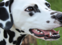 dalmata caratteristiche fisiche e comportamentali
