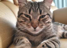 la tina en gatos que es cuales son sus sintomas y cura