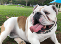 razze di cani brachicefali quali sono