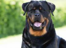 rottweiler caracteristicas y temperamento de la raza 2
