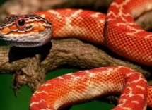 come allevare uova di serpente 1png