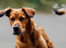 come pulire le orecchie del canepng