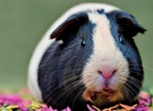 come riconoscere i principali segni di stress nei roditoripng