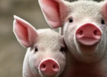 cosa sapere prima di adottare un maialino nanopng