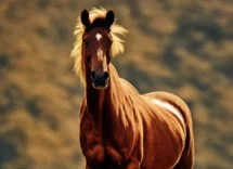 i cavalli dormono in piedipng