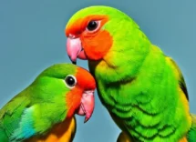 perche gli inseparabili si chiamano inseparabilipng