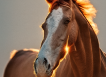 Qué no hay que hacer con un caballo