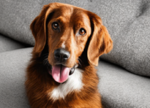 sintomi del calore nel cane cosa fare 1