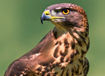 1024 1024 06 12 49 34 3