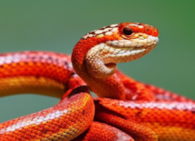 1024 1024 24 10 45 55 3