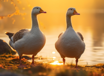 contents a real photo of a couple of geese beautiful editorial 240c361c 7894 4fc6 901e b1af79960357