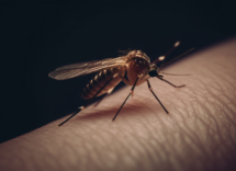 contents a real photo of a mosquito biting a human arm fda8aadd 22a3 4b9e 81a0 341568446498