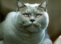 malattie piu comuni nei gatti quali sono e come prevenirlepng