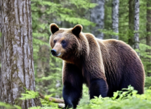cosa fare se incontri un orso in montagna