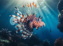 pesce scorpione i rischi per gli esseri umani