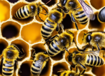 cosa possiamo imparare dalla vita negli alveari come funziona la vita negli alveari