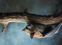 perche i pipistrelli dormono a testa in piu notte del pipistrello