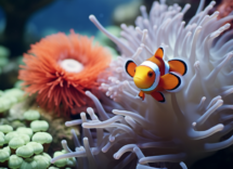 lincredibile relazione simbiotica tra anemone e pesce pagliaccio