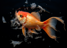 perche il tuo pesce rosso e morto allimprovviso