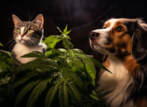 tutte le risposte ai tuoi dubbi sulla cannabis terapeutica per animali domestici
