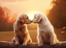 come dividere due cani che si accoppiano