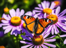 le farfalle hanno uno straordinario senso dellolfatto