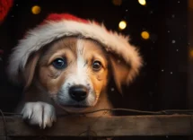 natale nei rifugi come donare tempo e amore agli animali senza casa