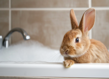 come e ogni quanto si lava un coniglio