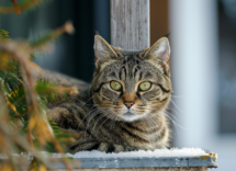 qual e la razza di gatto piu cattiva