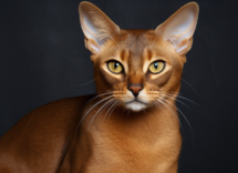 quale razza di gatto e la piu intelligente