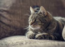 quando definire un gatto anziano