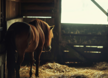 come capire se un cavallo e arrabbiato