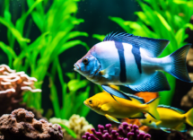 come fanno i pesci a comunicare