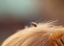 lanimale che salta piu lontano