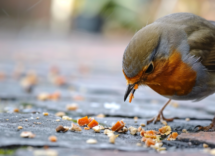 perche il mio uccellino domestico mangia le sue feci