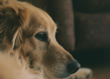 quanto e lunga la memoria di un cane