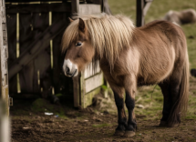 tutto sui pony dalle curiosita alla cura